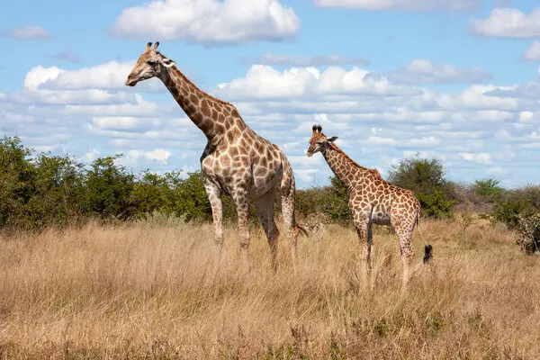 Giraffe Protection,