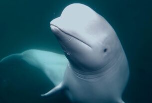spy whale