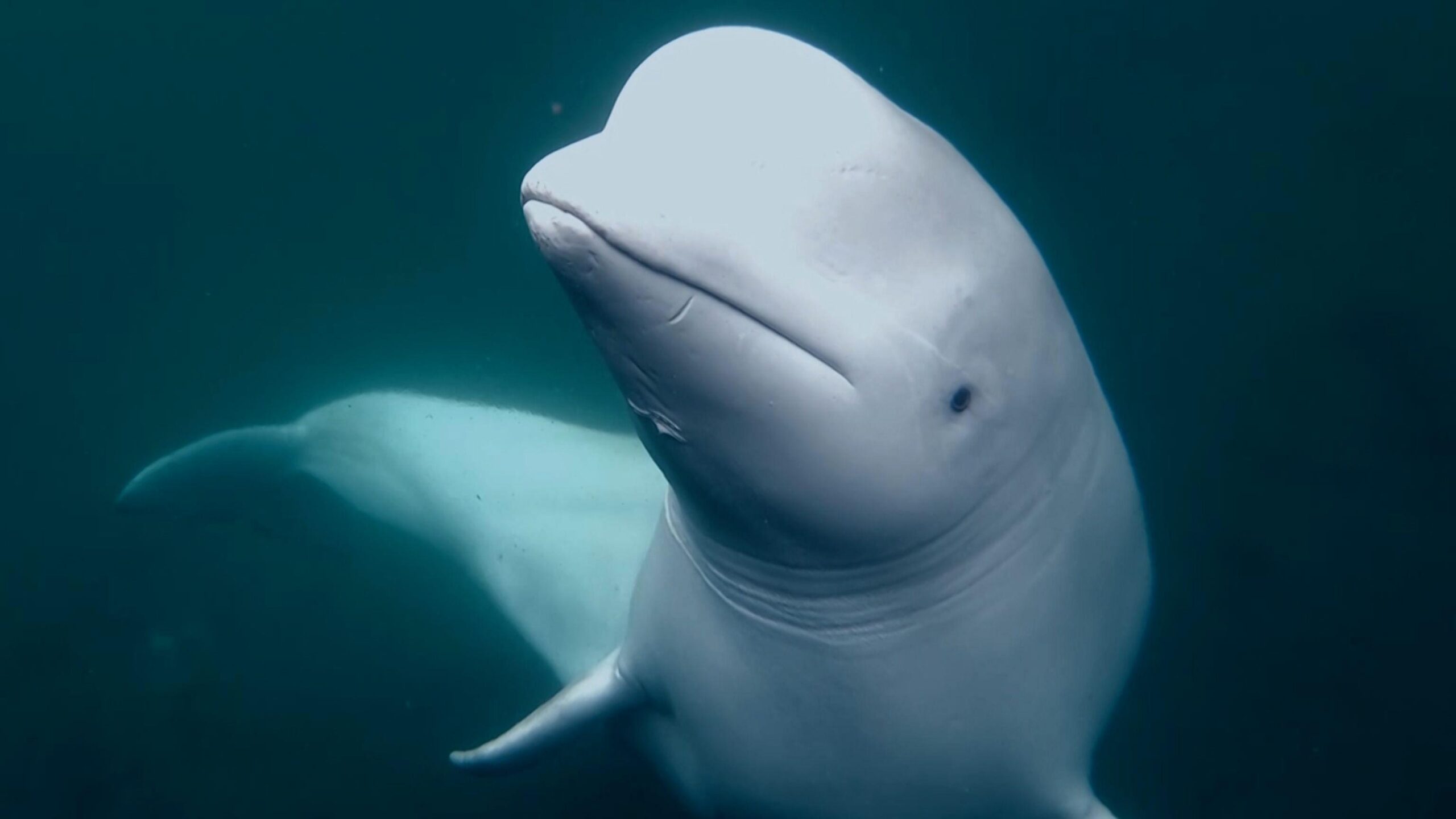 spy whale