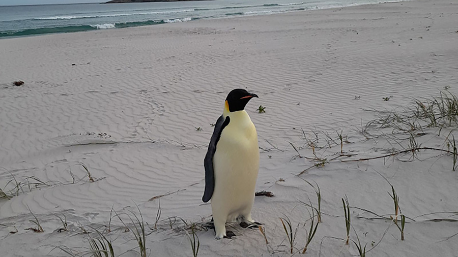 Emperor Penguin